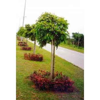 No1 Ficus Benjamina Plant